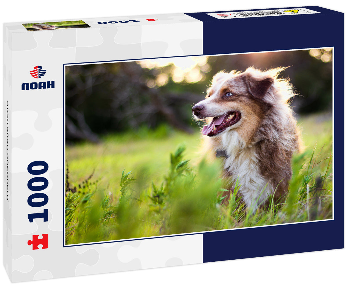 Australian Shepherd