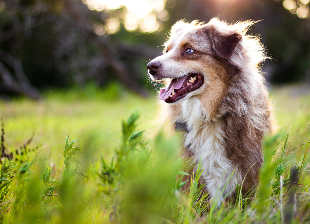 Australian Shepherd
