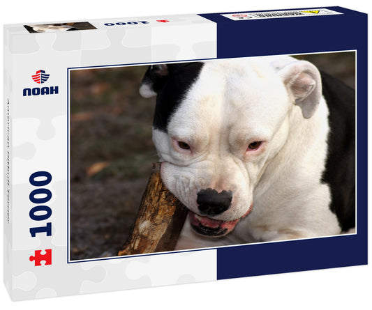 American Pitbull Terrier