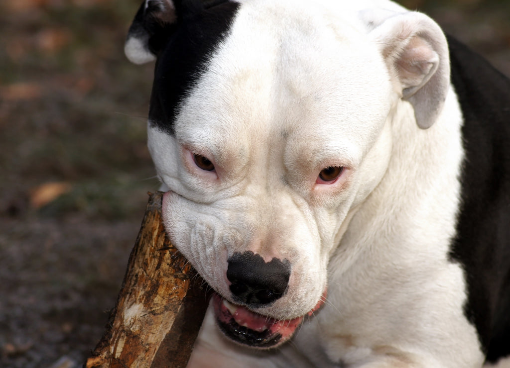 American Pitbull Terrier