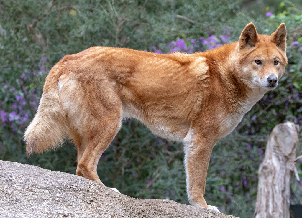Dingo