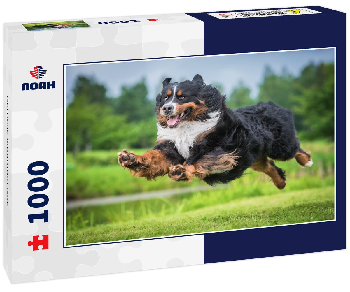 Bernese Mountain Dog