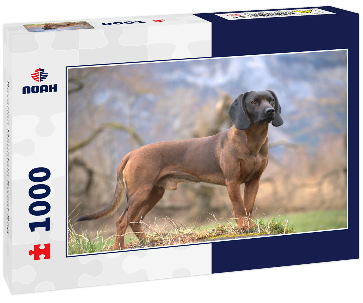 Bavarian Mountain Sweat Dog