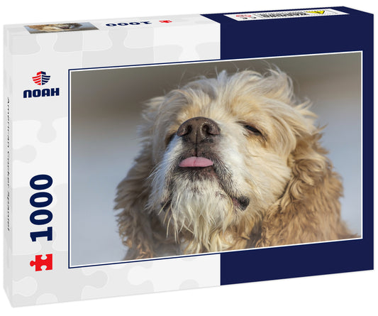 American Cocker Spaniel