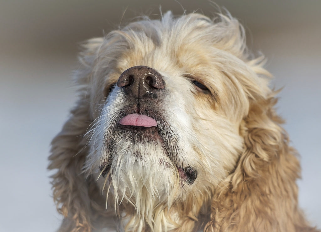 American Cocker Spaniel