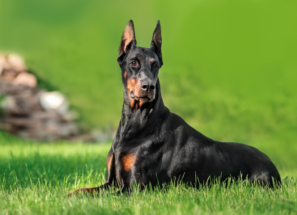 Doberman