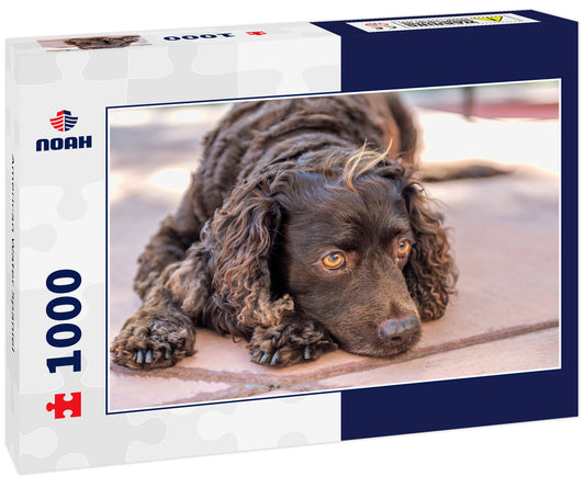 American Water Spaniel