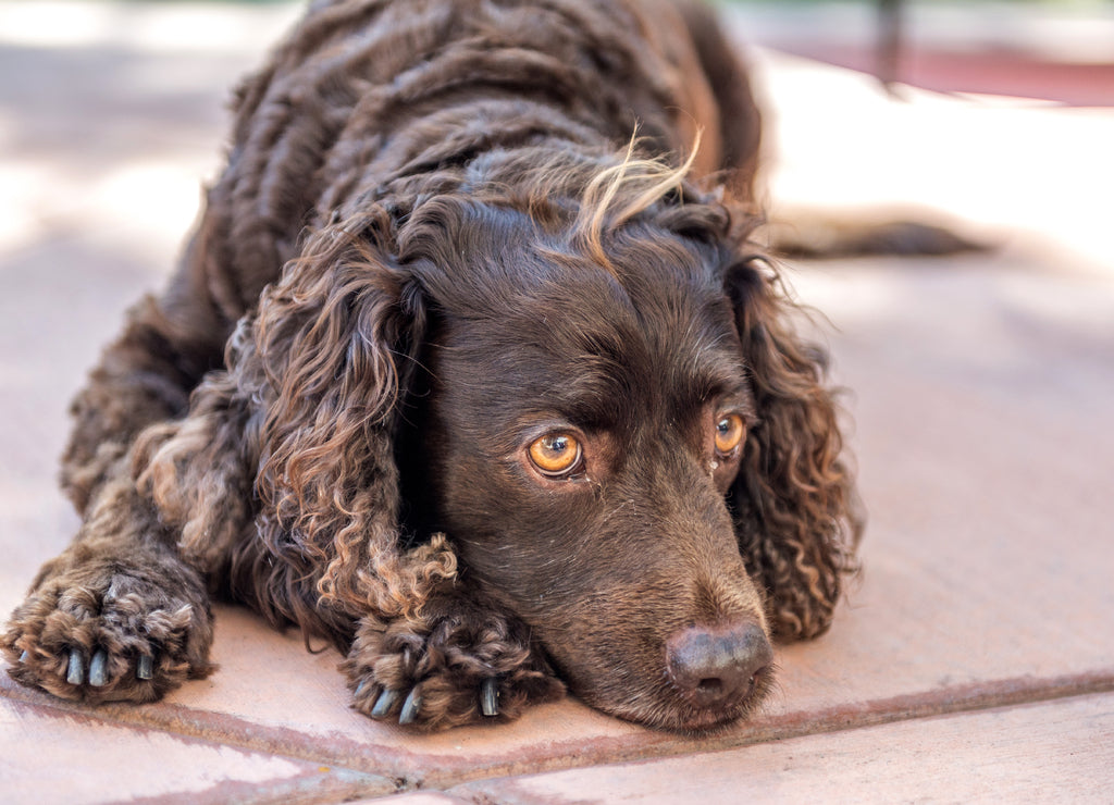 American Water Spaniel