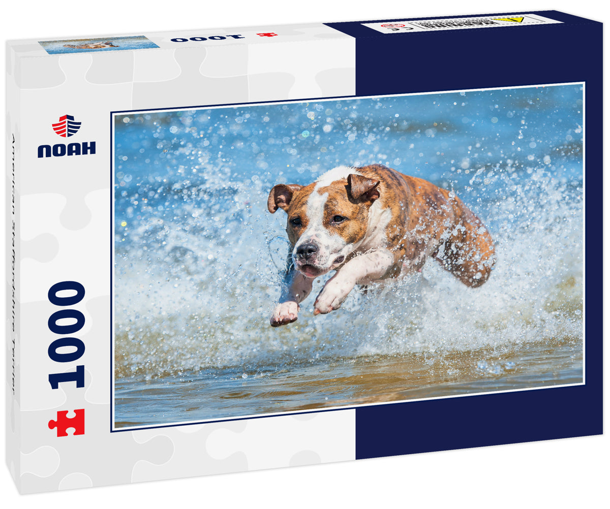 American Staffordshire Terrier