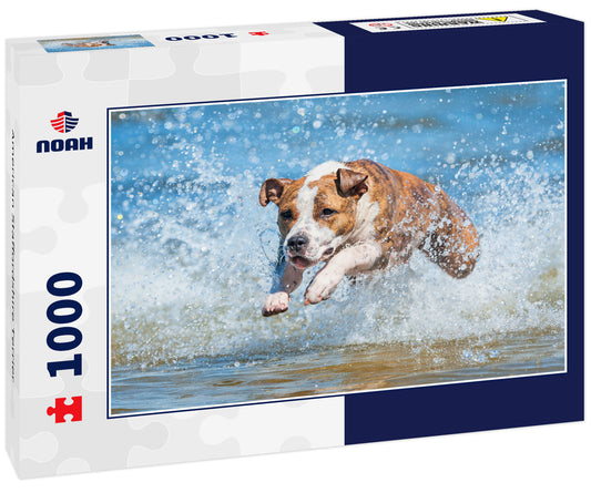 American Staffordshire Terrier