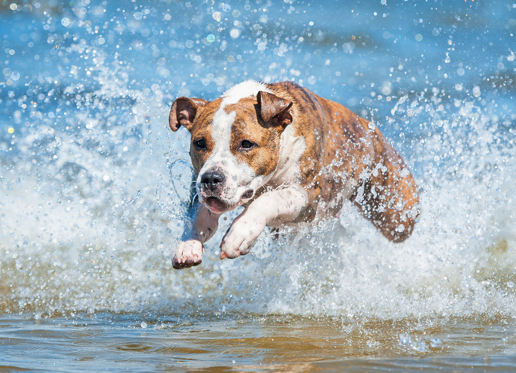 American Staffordshire Terrier