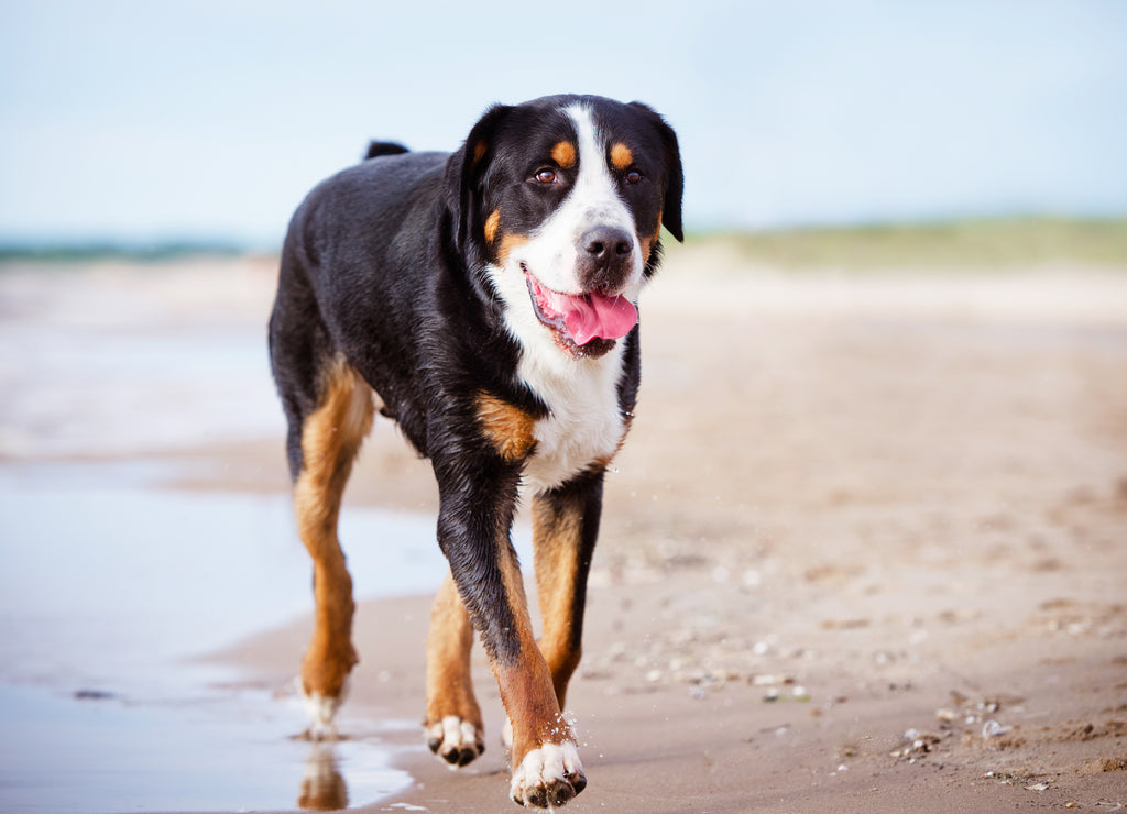 Great Swiss Mountain Dog