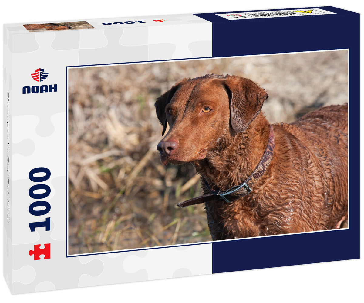 Chesapeake Bay Retriever