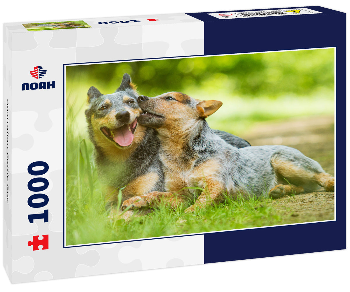 Australian Cattle Dog