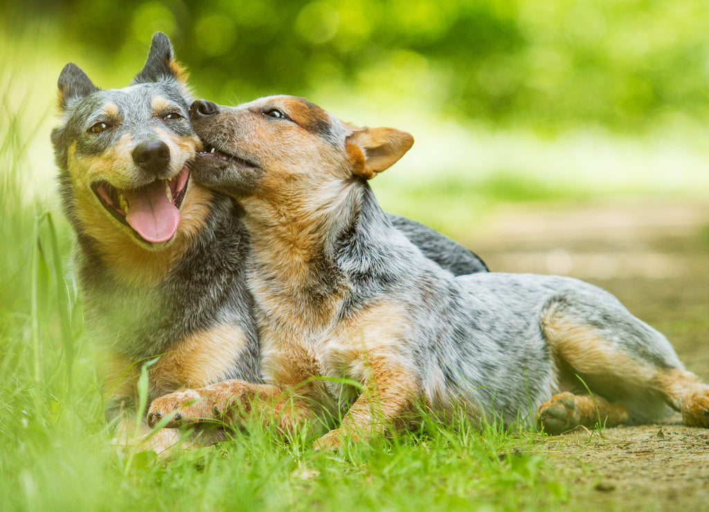 Australian Cattle Dog