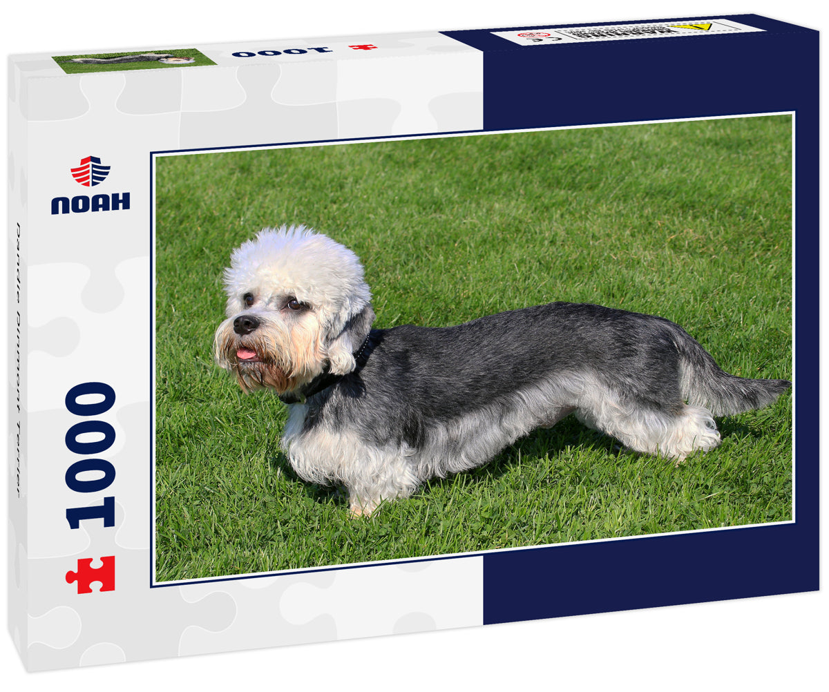 Dandie Dinmont Terrier