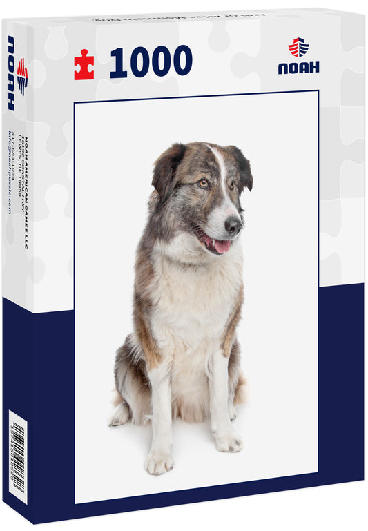 Aidi or Atlas Mountain Dog