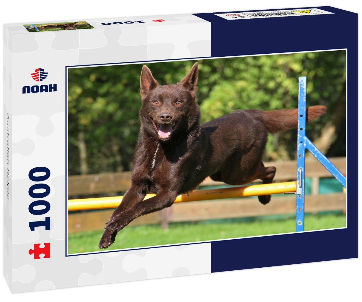 Australian Kelpie