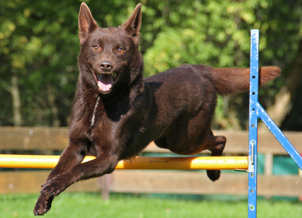 Australian Kelpie