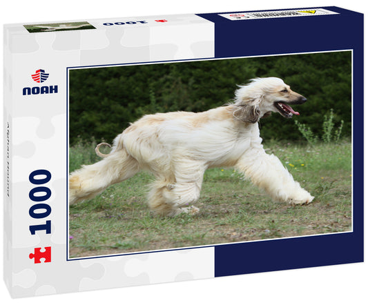 Afghan Hound