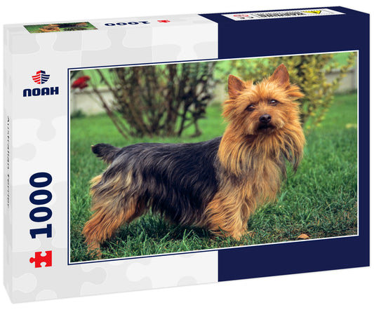 Australian Terrier