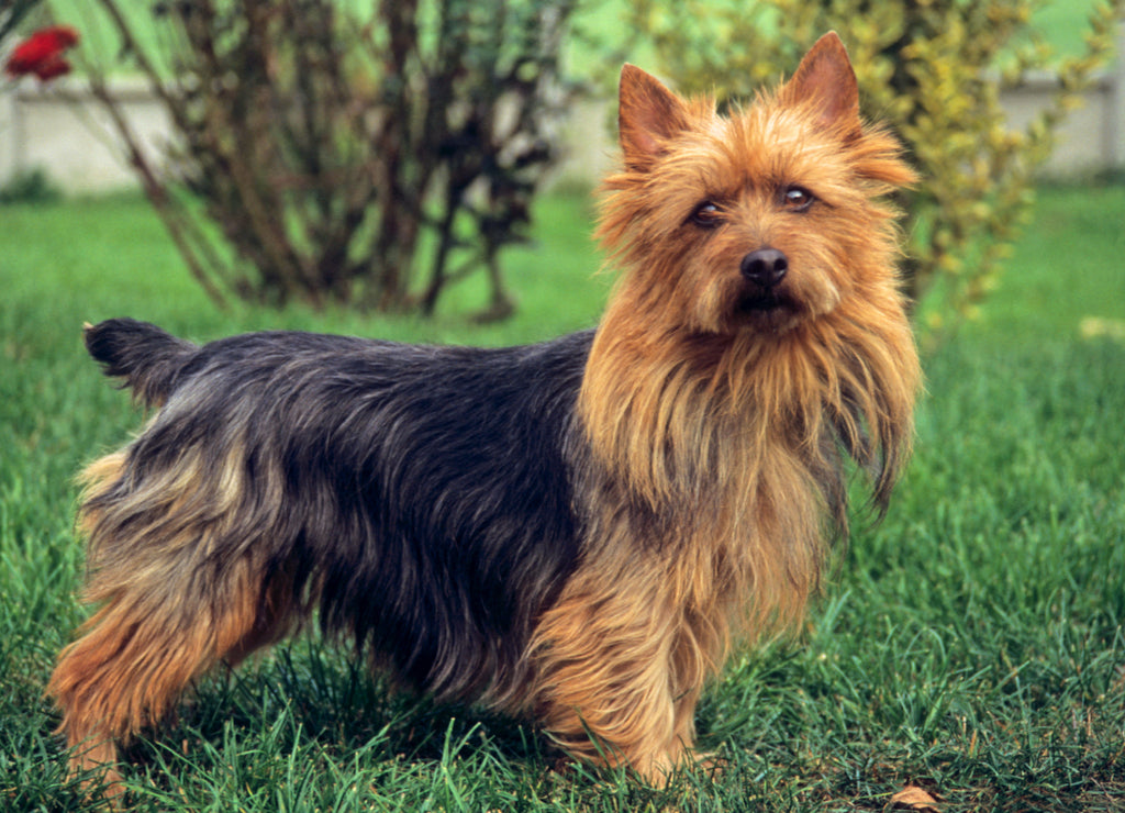 Australian Terrier