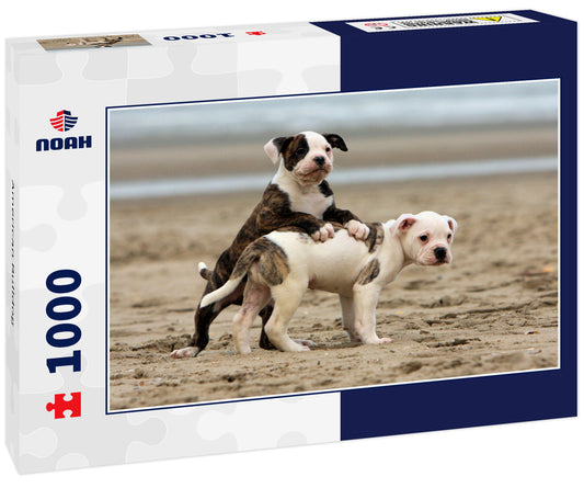 American Bulldog