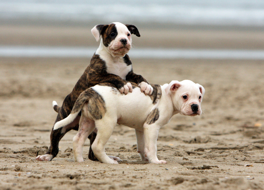American Bulldog