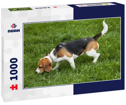 American Foxhound