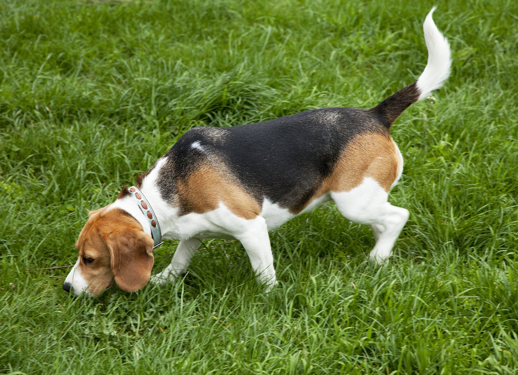 American Foxhound