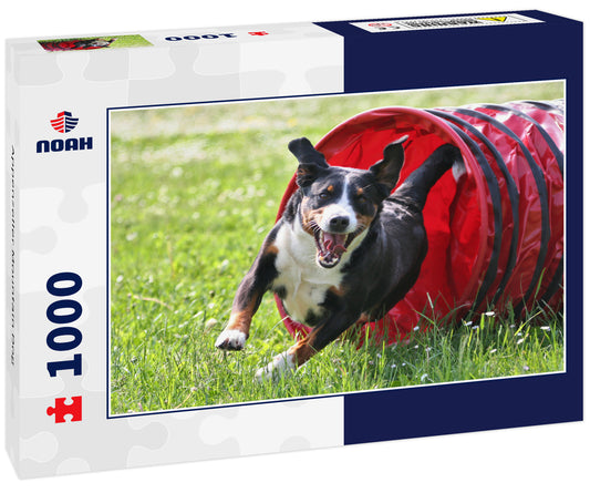 Appenzeller Mountain Dog