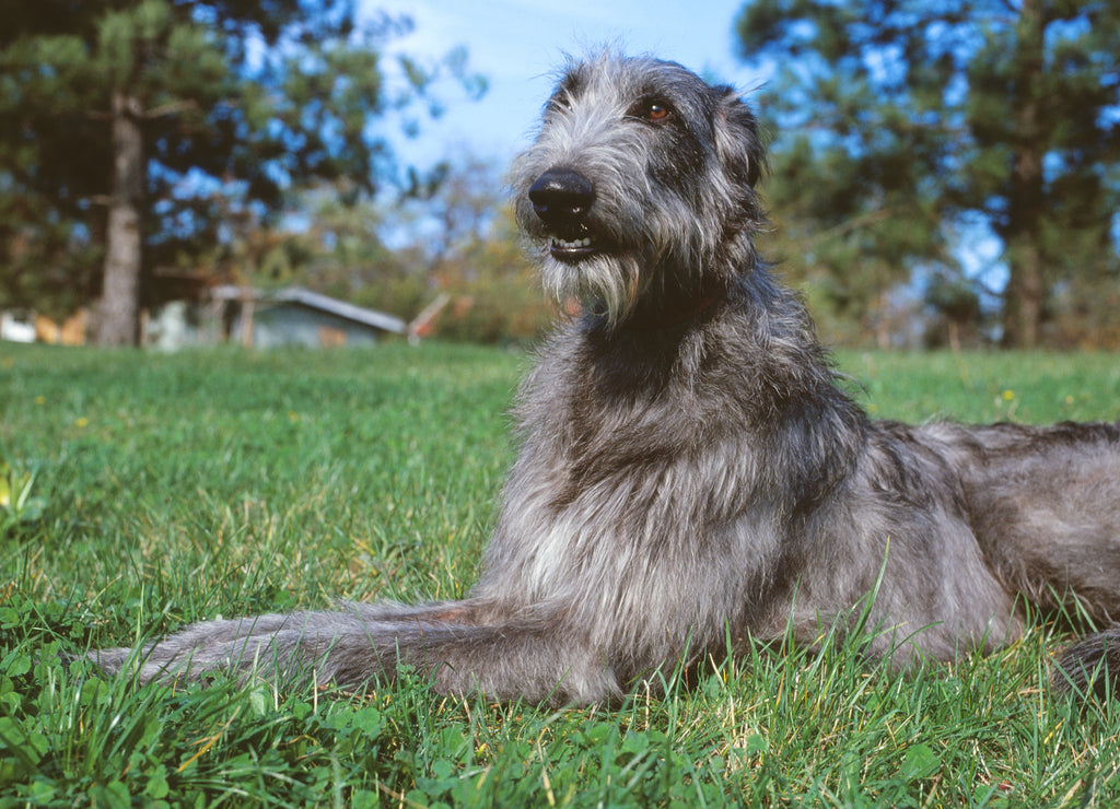 Deerhound