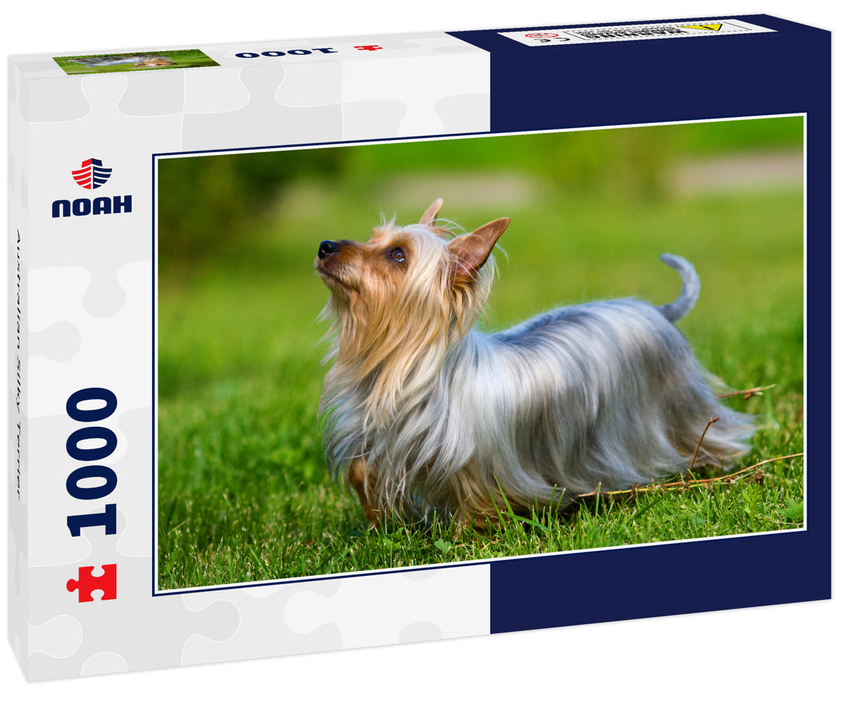 Australian Silky Terrier