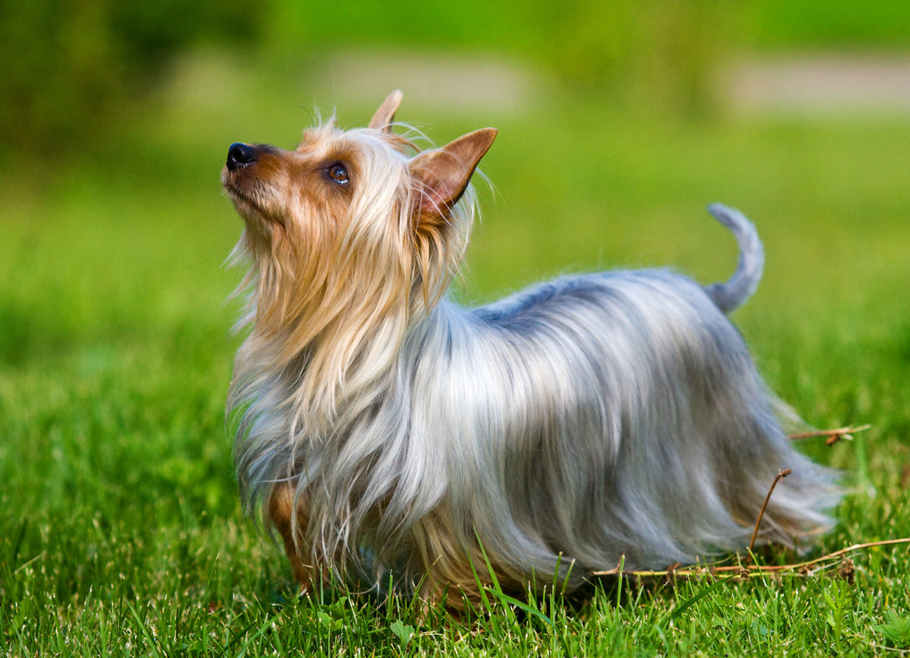 Australian Silky Terrier