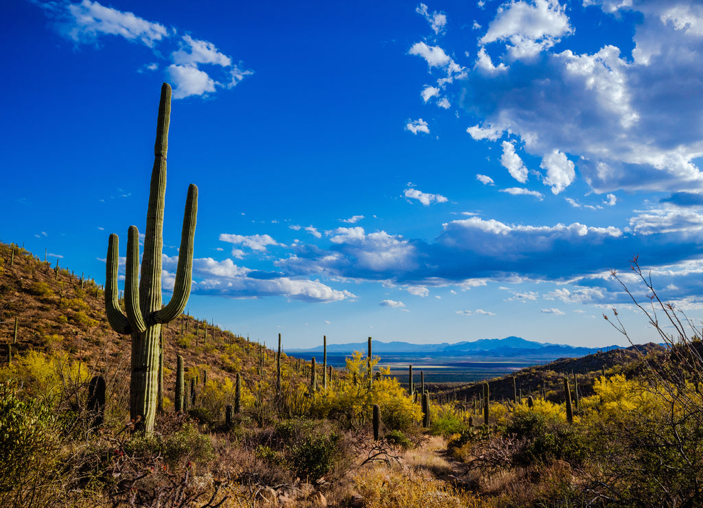 Saguaro view, Mexico