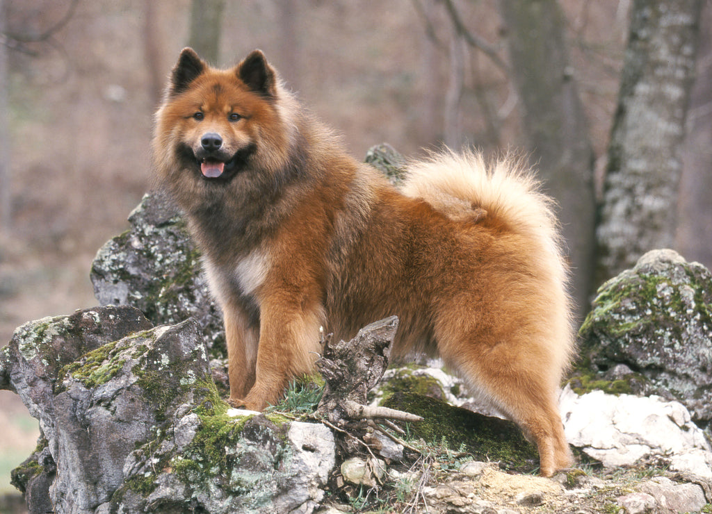 Eurasian