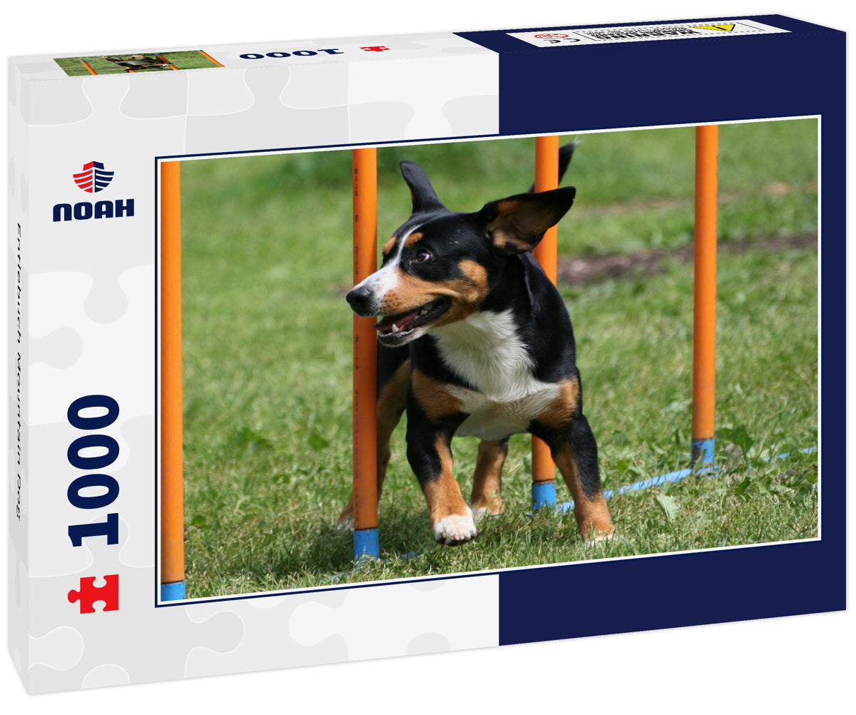 Entlebuch Mountain Dog