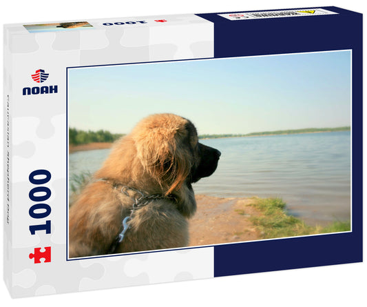 Caucasian Shepherd Dog