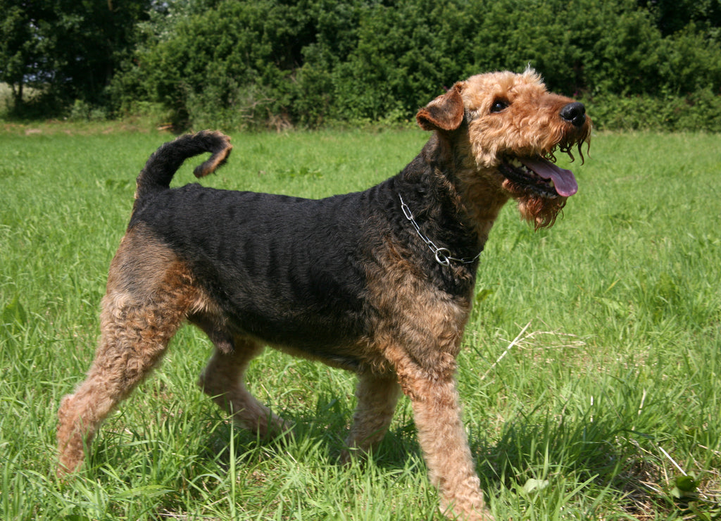 Airedale Terrier