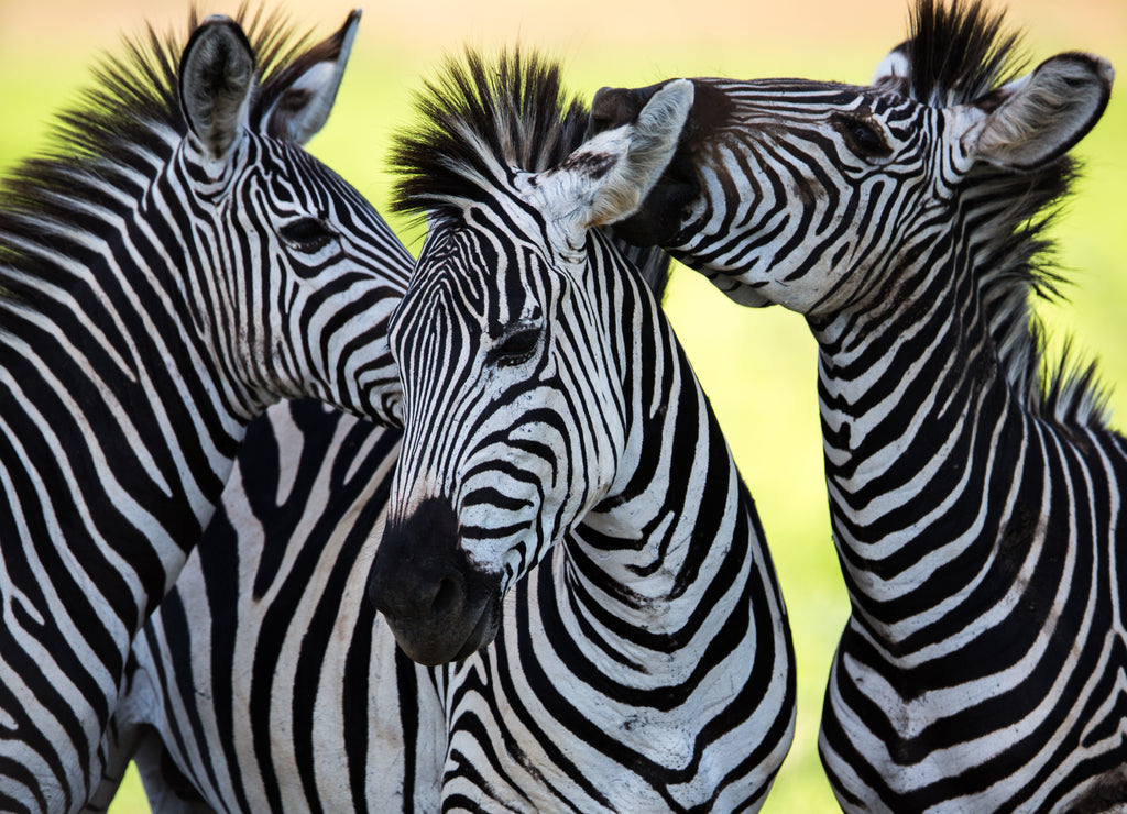 Zebras