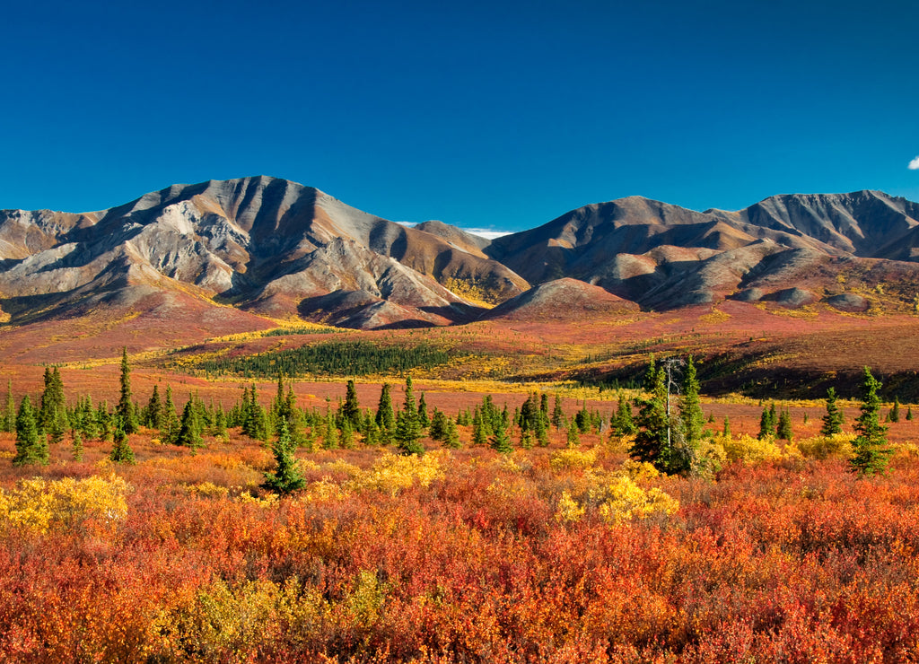 Denali National Park Alaska