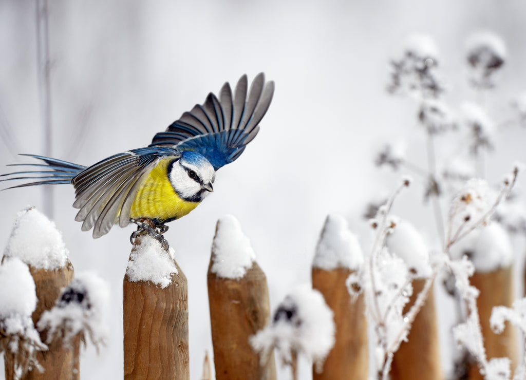 Titmouse