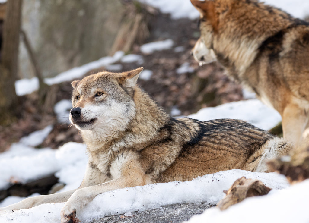 2 wolves in snow