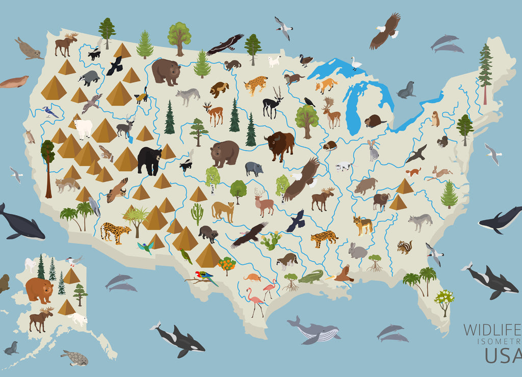 Animal life of the USA