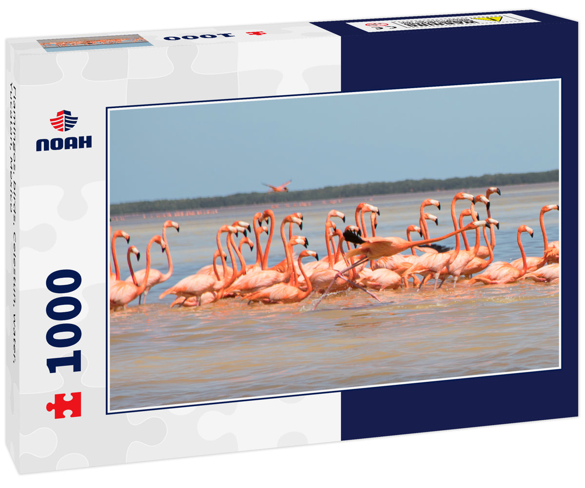 Flamingos, birds, Celestun, water, Yucatan, Mexico