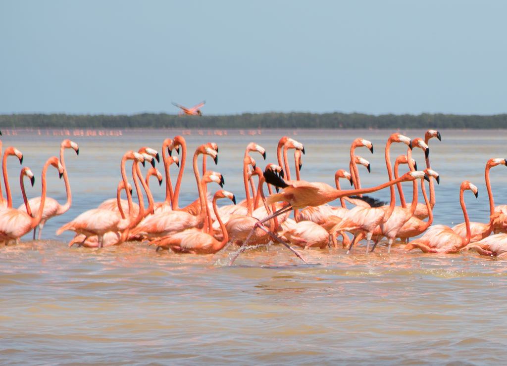 Flamingos, birds, Celestun, water, Yucatan, Mexico
