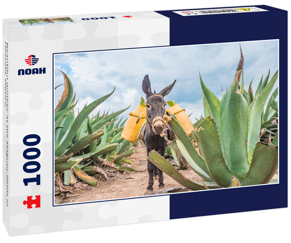 Beautiful donkey at the Maguey fields in Tlaxcala, Mexico