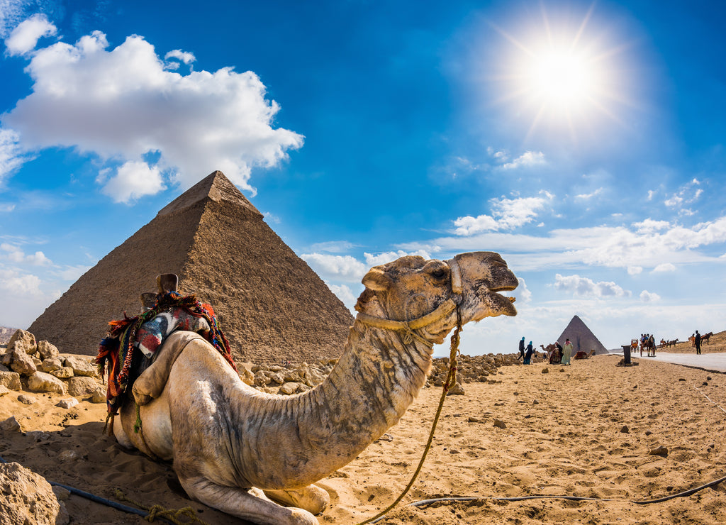 Camel in the Egyptian desert with the pyramids of Giza in the background