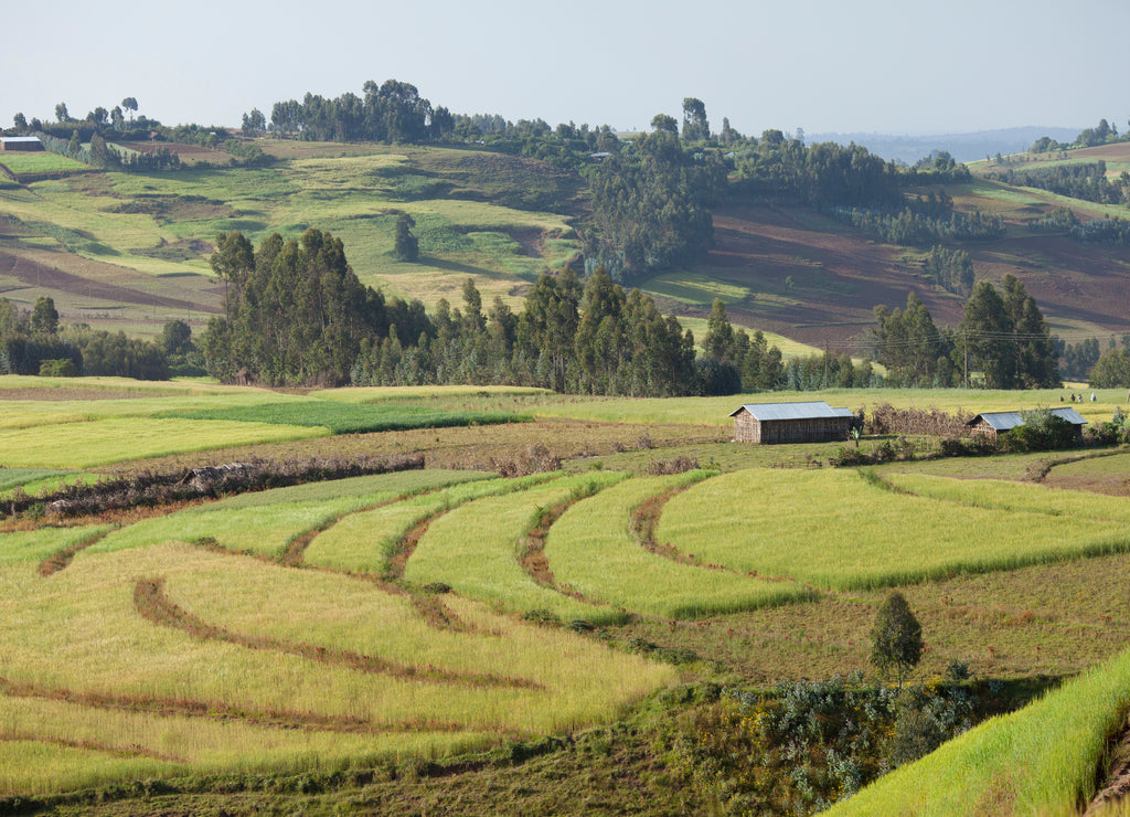 farms in Ethiopian highlands