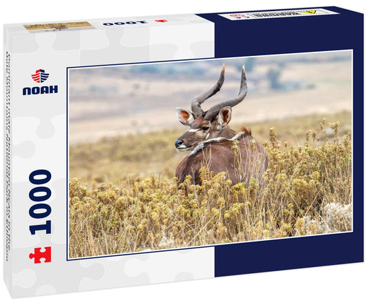 Dominant male Mountain Nyala in the Bale Mountains National Park in Ethiopia